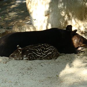Mountain Tapirs at the Los Angeles Zoo