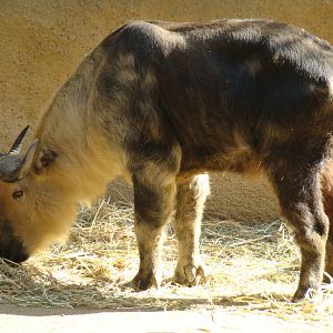 Sichuan Takin at the Los Angeles Zoo