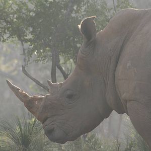 Rhino in the mist Cairns Wildlife Safari Reserve