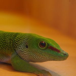 Madagascar day gecko, Wellington Zoo