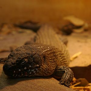 Cunningham's skink, Wellington Zoo