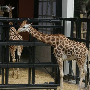 giraffes, Wellington Zoo