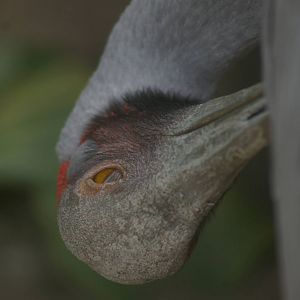 brolga preening, Wellington Zoo