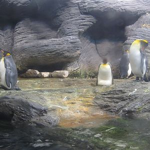 Penguin exhibit