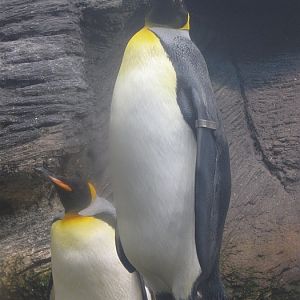 Kingpenguin