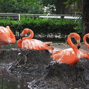 Breeding flamingo's