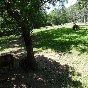 Takin Exhibit - Minnesota Zoo