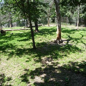 Takin Exhibit - Minnesota Zoo