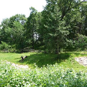 Amur Tiger Exhibit - Minnesota Zoo