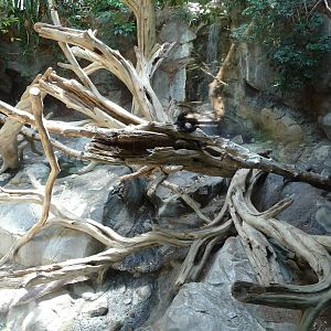 Sun Bear Exhibit - Minnesota Zoo