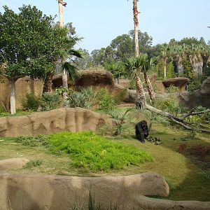 Campo Gorilla Reserve exhibit at the Los Angeles Zoo