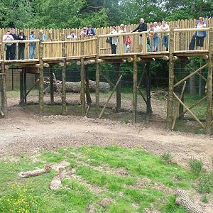 Cheetah enclosure at Chester Zoo June 2008