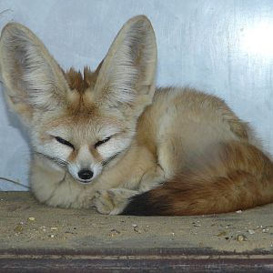 Fennec Fox