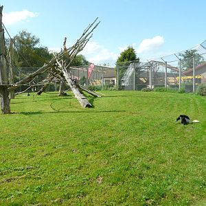 Colobus Enclosure