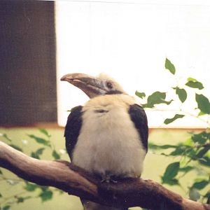 Tarictic Hornbill - Chester Zoo 2005