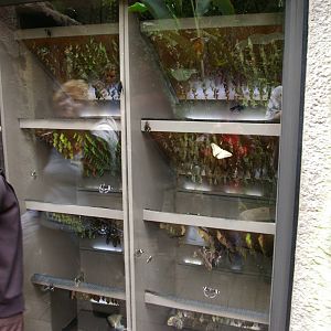 Otago Museum butterfly house