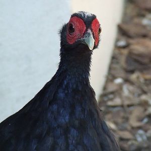 Edward's pheasant @ Budapest Zoo