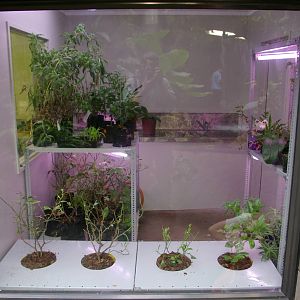 Otago Museum butterfly house