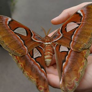Otago Museum butterfly house