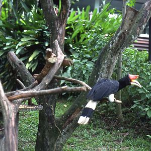 Rhinoceros hornbill