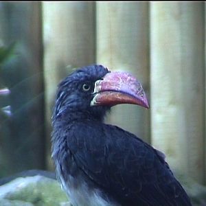 Crowned hornbill