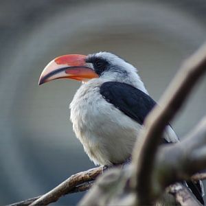 Von der Decken's Hornbill
