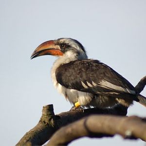 Juvenile Von der Decken's Hornbill