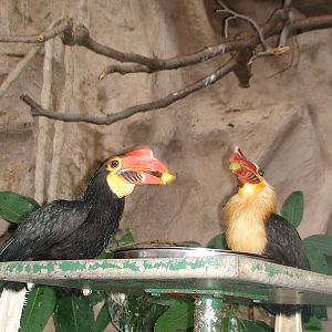 Writhed hornbills