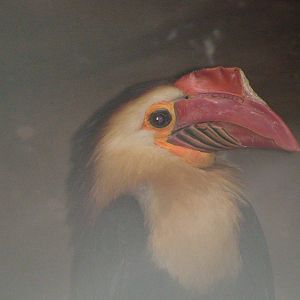 Writhed hornbill