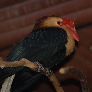 Writhed hornbill