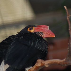 Writhed hornbill