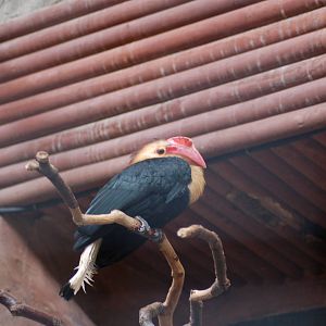 Writhed hornbill