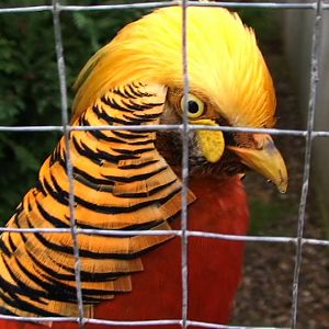 Golden pheasant