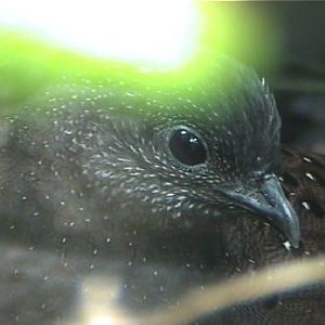 Mountain Peacock pheasant