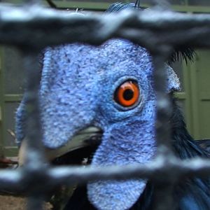 Delacour's crested fireback