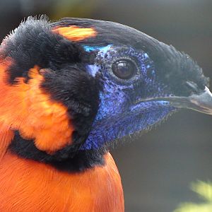Satyr tragopan