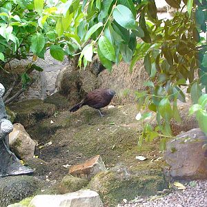 Bronze tailed peacock pheasant aviary