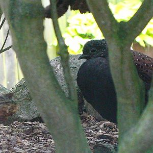 Mountain Peacock pheasant