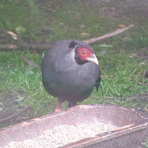 Siamese Fireback