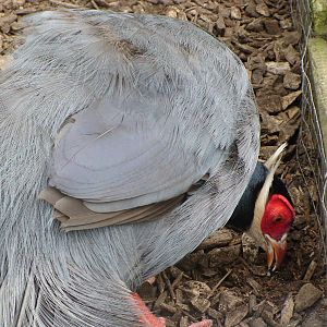 Blue eared Pheasant