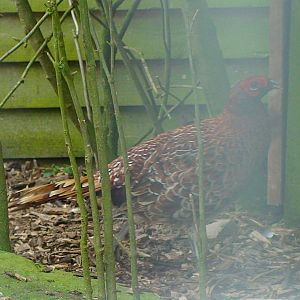 Scilillitan's Copper pheasant