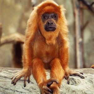 Red Howler Monkey
