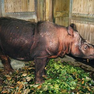 Sumatran Rhino " Emi"