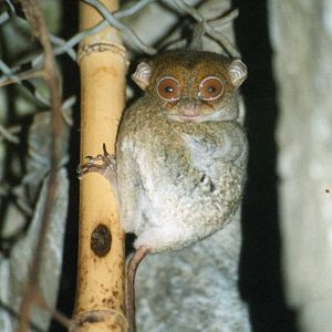 Tarsier ( Cleveland Zoo )