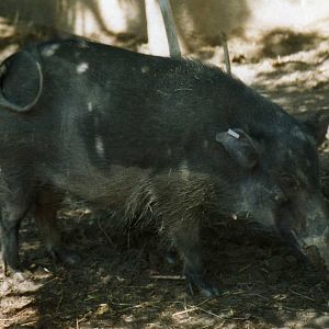 Giant Forest Hog