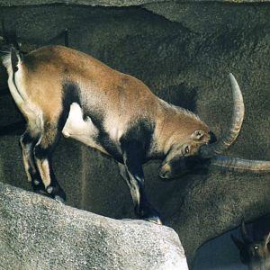 Spanish Ibex