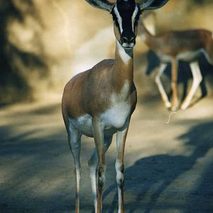 Soemmering's Gazelle