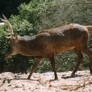 Barbary deer