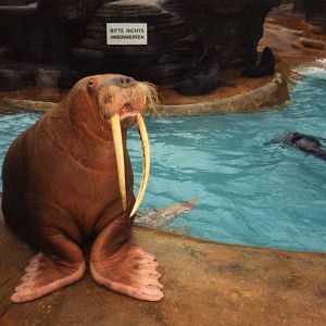 Walrus"Antje"