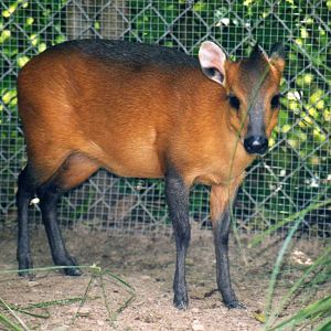 Red flanked duiker ( Houston Zoo )
